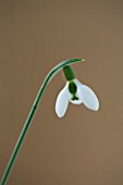 CLOSE UP OF WHITE FLOWER OF SNOWDROP - GALANTHUS IKARIAE