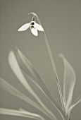 BLACK AND WHITE TONED IMAGE OF A SNOWDROP - GALANTHUS ELWESII