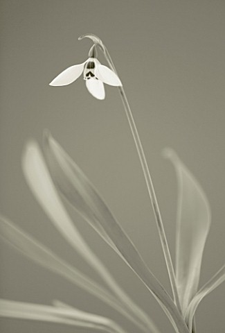 BLACK_AND_WHITE_TONED_IMAGE_OF_A_SNOWDROP__GALANTHUS_ELWESII