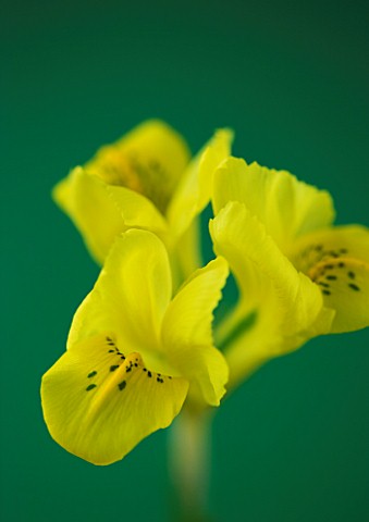 CLOSE_UP_OF_YELLOW_BLOOMS_OF_IRIS_DANFORDIAE_AGAINST_A_GREEN_BACKDROP