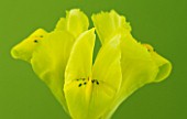 CLOSE UP OF YELLOW BLOOMS OF IRIS DANFORDIAE AGAINST A GREEN BACKDROP