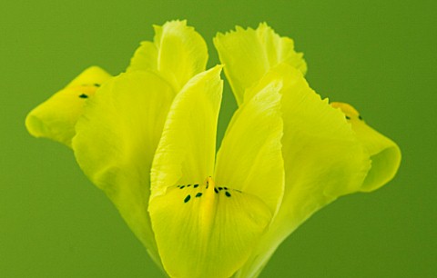 CLOSE_UP_OF_YELLOW_BLOOMS_OF_IRIS_DANFORDIAE_AGAINST_A_GREEN_BACKDROP