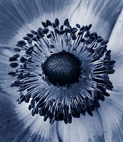BLACK_AND_WHITE_DUOTONE_CLOSE_UP_OF_AN_ANEMONE