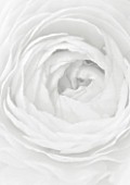 BLACK AND WHITE CLOSE UP OF CENTRE OF WHITE RANUNCULUS