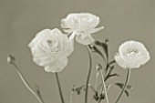 BLACK AND WHITE DUOTONE IMAGE OF A RANUNCULUS