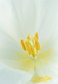 ABSTRACT CLOSE UP OF THE CENTRE OF A WHITE LILY LOWER