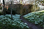 CERNEY HOUSE  GLOUCESTERSHIRE: SNOWDROPS IN THE WOODLAND