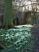CERNEY HOUSE  GLOUCESTERSHIRE: SNOWDROPS IN THE WOODLAND
