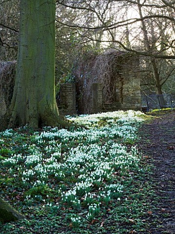 CERNEY_HOUSE__GLOUCESTERSHIRE_SNOWDROPS_IN_THE_WOODLAND