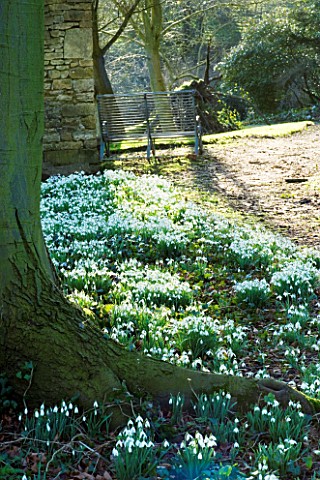 CERNEY_HOUSE__GLOUCESTERSHIRE_SNOWDROPS_IN_THE_WOODLAND