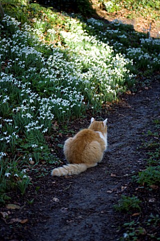 CERNEY_HOUSE__GLOUCESTERSHIRE_A_PATH_WITH_SNOWDROPS_IN_THE_WOODLAND_AND_A_GINGER_CAT