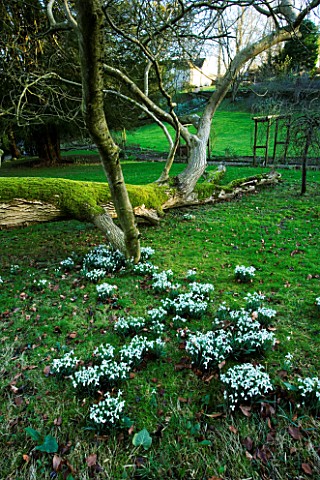 CERNEY_HOUSE__GLOUCESTERSHIRE_SNOWDROPS_ON_THE_LAWN_BESIDE_A_FELLED_TREE_WITH_MOSS