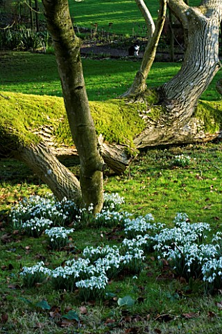 CERNEY_HOUSE__GLOUCESTERSHIRE_SNOWDROPS_ON_THE_LAWN_BESIDE_A_FELLED_TREE_WITH_MOSS