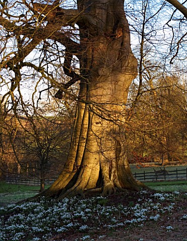CERNEY_HOUSE__GLOUCESTERSHIRE_A_LARGE_TREE_TRUNK_IN_EVENING_LIGHT_SURROUNDED_BY_SNOWDROPS