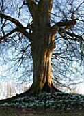 CERNEY HOUSE  GLOUCESTERSHIRE: A LARGE TREE TRUNK IN EVENING LIGHT SURROUNDED BY SNOWDROPS