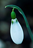 CERNEY HOUSE  GLOUCESTERSHIRE: GALANTHUS PLICATUS THE PEARL