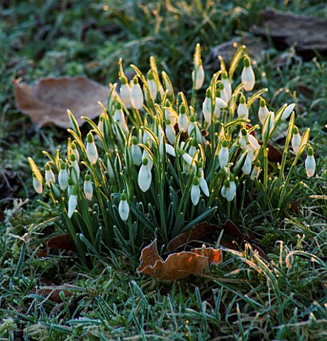 CERNEY_HOUSE_GARDEN__GLOUCESTERSHIRE_GALANTHUS_SNOWDROPS_BESIDE_THE_DRIVE_IN_EARLY_MORNING_FROST