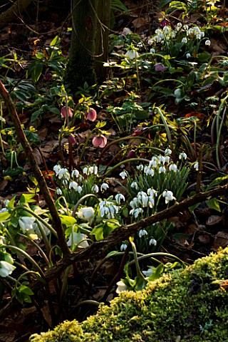 CERNEY_HOUSE_GARDEN__GLOUCESTERSHIRE_SNOWDROPS_AND_HELLEBORES