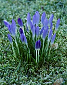 CERNEY HOUSE GARDEN  GLOUCESTERSHIRE: CROCUSES IN BUD ON THE LAWN IN WINTER