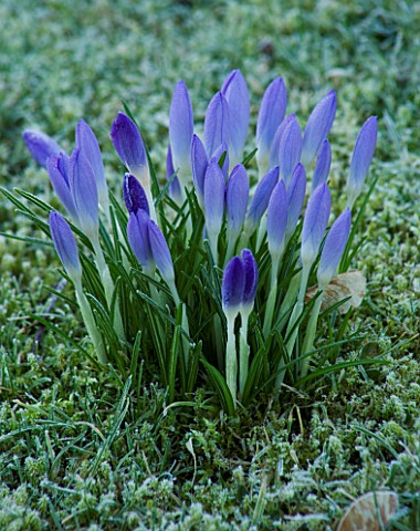 CERNEY_HOUSE_GARDEN__GLOUCESTERSHIRE_CROCUSES_IN_BUD_ON_THE_LAWN_IN_WINTER