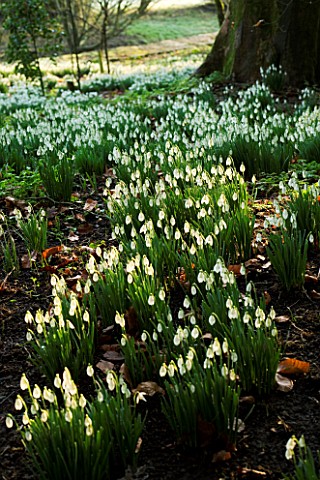 CERNEY_HOUSE_GARDEN__GLOUCESTERSHIRE_SNOWDROPS_IN_THE_WOODLAND