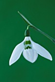 CLOSE UP OF SNOWDROP - GALANTHUS RANSOMS DWARF