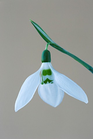 CLOSE_UP_OF_SNOWDROP__GALANTHUS_RANSOMS_DWARF