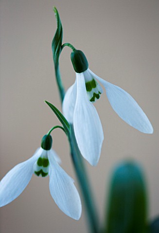 CLOSE_UP_OF_SNOWDROP__GALANTHUS_RANSOMS_DWARF