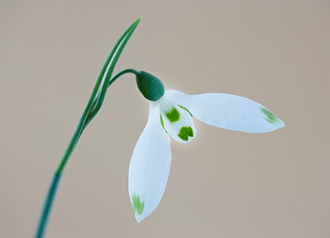 CLOSE_UP_OF_SNOWDROP__GALANTHUS_HENLEY_GREENSPOT