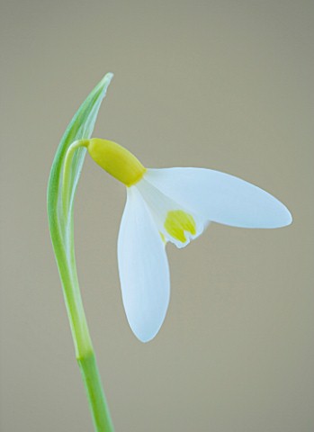 CLOSE_UP_OF_SNOWDROP__GALANTHUS_SPETCHLEY_YELLOW