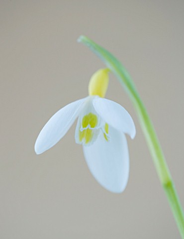 CLOSE_UP_OF_SNOWDROP__GALANTHUS_SPETCHLEY_YELLOW