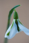 CLOSE UP OF SNOWDROP - GALANTHUS SOUTH HAYES