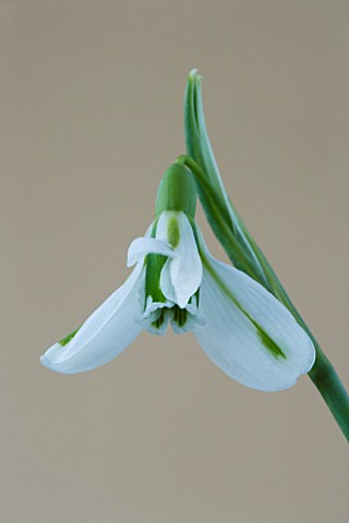 CLOSE_UP_OF_SNOWDROP__GALANTHUS_SOUTH_HAYES