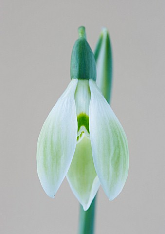 CLOSE_UP_OF_SNOWDROP__GALANTHUS_COWHOUSE_GREEN