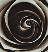 BLACK AND WHITE DUOTONE IMAGE OF CENTRE OF ROSE
