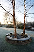 JOHN MASSEYS GARDEN  WORCESTERSHIRE: WINTER - OAK BENCH SURROUNDS THREE BETULA NIGRA HERITAGE IN THE CENTRE OF THE LAWN WITH FROST AT DAWN