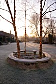 JOHN MASSEYS GARDEN  WORCESTERSHIRE: WINTER - OAK BENCH SURROUNDS THREE BETULA NIGRA HERITAGE IN THE CENTRE OF THE LAWN WITH FROST AT DAWN