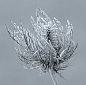 JOHN MASSEYS GARDEN  WORCESTERSHIRE: WINTER - BLACK AND WHITE DUOTONE IMAGE OF FROSTED SEED HEAD OF ERYNGIUM ALPINUM