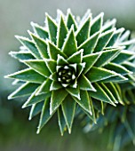 JOHN MASSEYS GARDEN  WORCESTERSHIRE: WINTER - FROSTED SPIKES OF ARAUCARIA AURACANA - THE MONKEY PUZZLE TREE