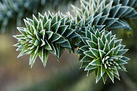 JOHN_MASSEYS_GARDEN__WORCESTERSHIRE_WINTER__FROSTED_SPIKES_OF_ARAUCARIA_AURACANA__THE_MONKEY_PUZZLE_
