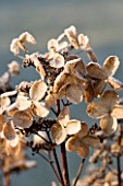 JOHN MASSEYS GARDEN  WORCESTERSHIRE: WINTER - FROSTED FLOWERS OF HYDRANGEA DHARUMA