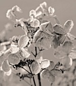 JOHN MASSEYS GARDEN  WORCESTERSHIRE: WINTER - BLACK AND WHITE DUOTONE IMAGE OF FROSTED FLOWERS OF HYDRANGEA DHARUMA