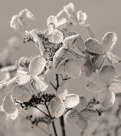 JOHN_MASSEYS_GARDEN__WORCESTERSHIRE_WINTER__BLACK_AND_WHITE_DUOTONE_IMAGE_OF_FROSTED_FLOWERS_OF_HYDR