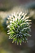 JOHN MASSEYS GARDEN  WORCESTERSHIRE: WINTER - FROSTED SPIKES OF THE MONKEY PUZZLE TREE - ARAUCARIA AURACANA