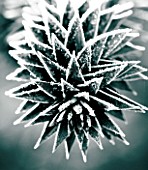 JOHN MASSEYS GARDEN  WORCESTERSHIRE: WINTER - BLACK AND WHITE DUOTONE IMAGE OF THE FROSTED SPIKES OF THE MONKEY PUZZLE TREE - ARAUCARIA AURACANA