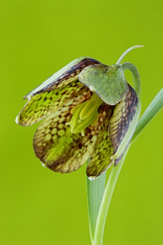 CLOSE_UP_OF_BROWN_MAROON_AND_GREEN_CHEQUERED_FLOWERS_OF_FRITILLARIA_HERMONIS_SUBSP_AMANA