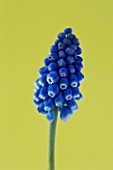CLOSE UP IMAGE OF THE BLUE FLOWER OF MUSCARI BIG SMILE