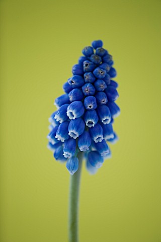 CLOSE_UP_IMAGE_OF_THE_BLUE_FLOWER_OF_MUSCARI_BIG_SMILE