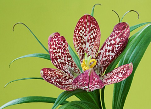 CLOSE_UP_IMAGE_OF_THE_FLOWER_OF_FRITILLARIA_SP_SINCA_PINK_SPECKLED
