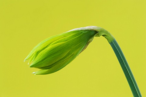 CLOSE_UP_IMAGE_OF_THE_EMERGING_BUD_OF_NARCISSUS_RIP_VAN_WINKLE__BUTTERFLY_DWARF_NARCISSUS